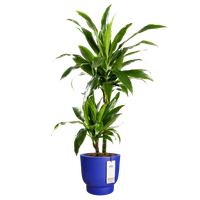 amber grail 30cm bleu royal